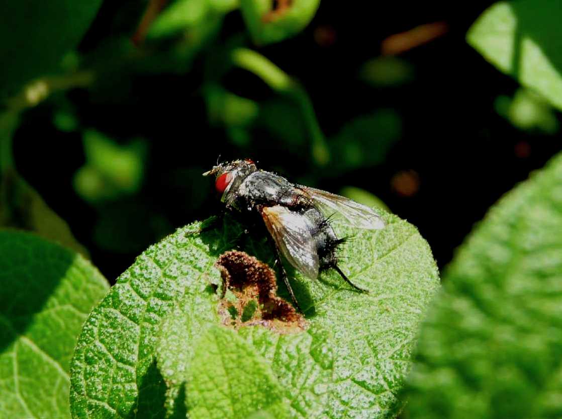 2 Tachinidae (spero ...)